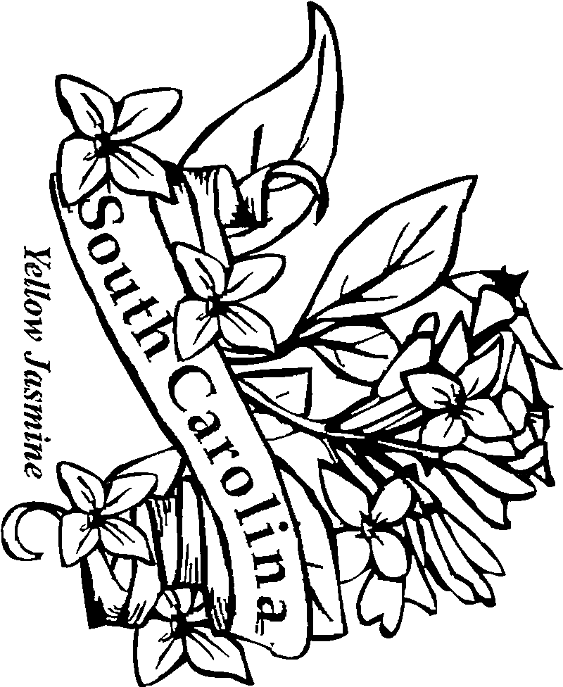 800x976 South Carolina State Flower Coloring Printable States