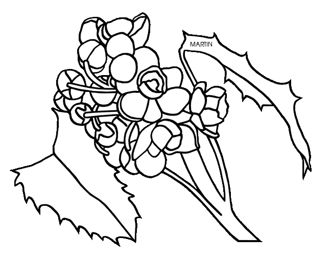 648x509 Oregon Drawing, Picture