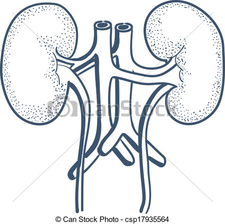 450x447 Anatomical Kidneys Organ Sketch Vector Element For Medical