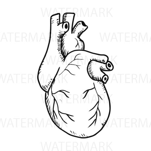 500x500 Like Them Heart Organ, How To Draw Hands