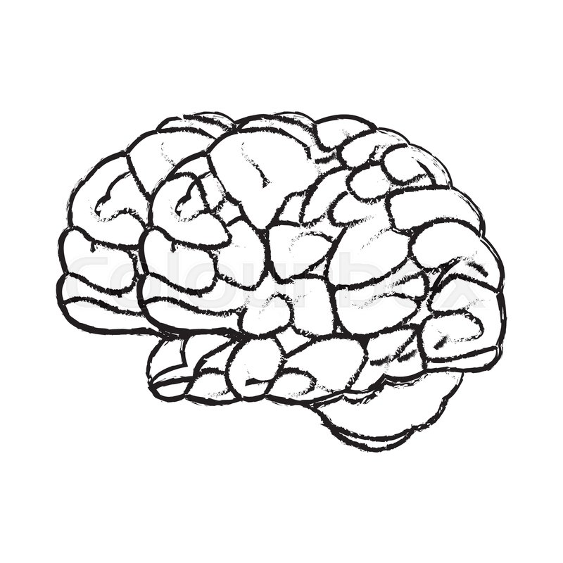 800x800 Sketch Brain Human Organ Mind Icon Stock Vector Colourbox