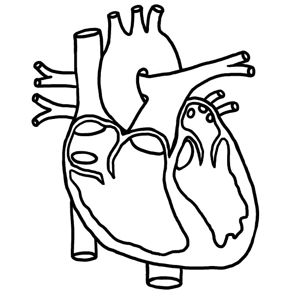 600x600 Organ Drawing Biological Heart For Free Download