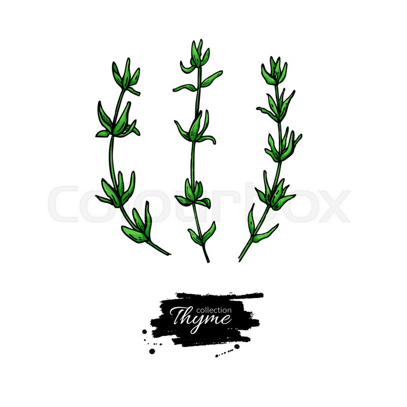 800x800 Thyme Vector Drawing Isolated Thyme Stock Vector Colourbox