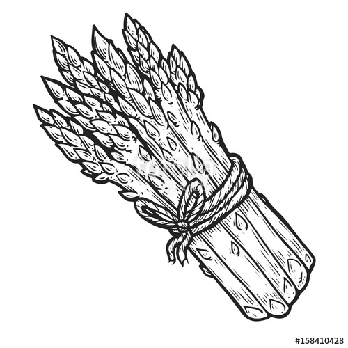 500x500 Asparagus Vegetable Green Vector Hand Drawn Vector Illustration