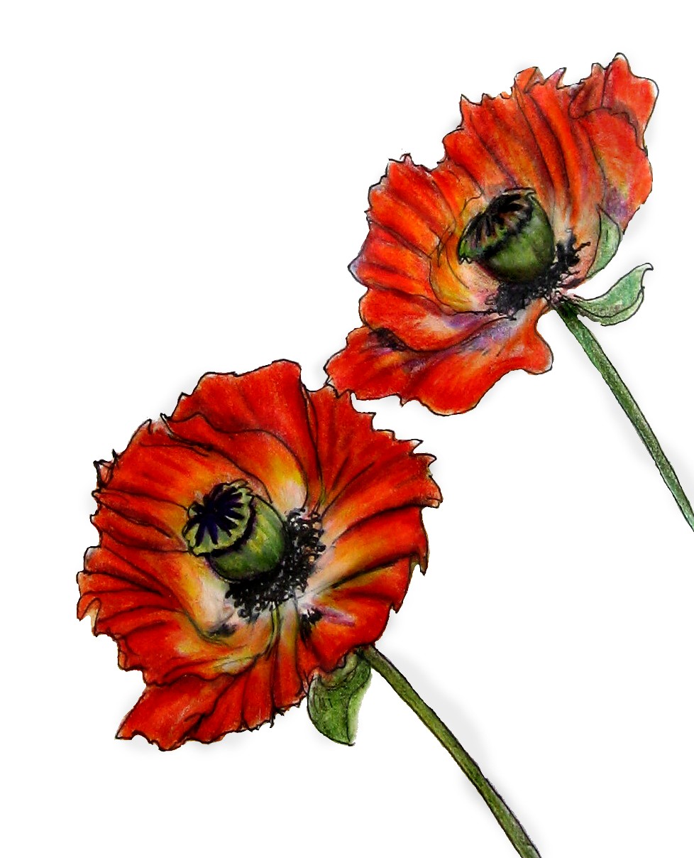 978x1208 oriental poppies mellanie collins, artist