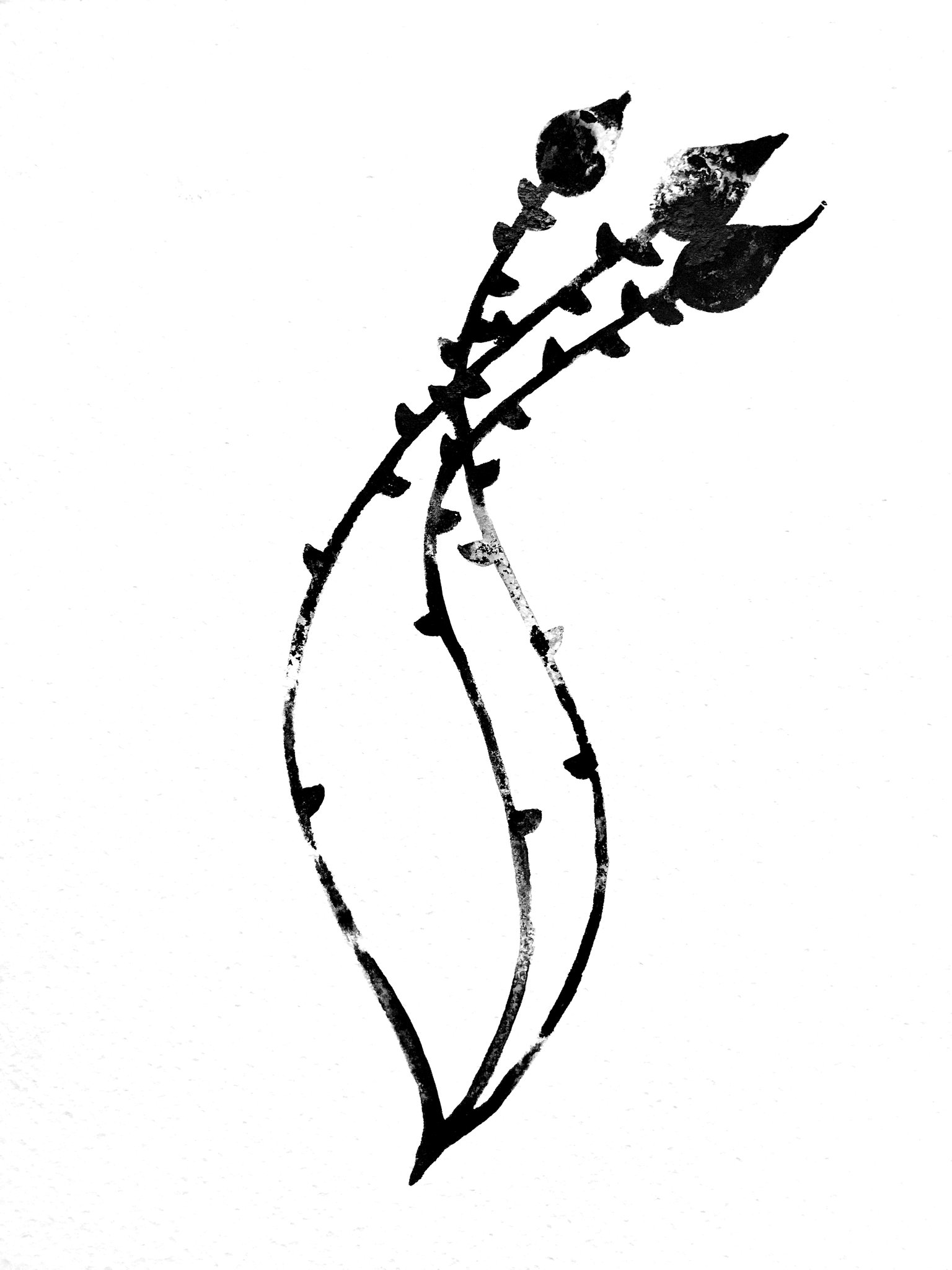 1536x2048 Series Of Original Drawings Noumeda Carbone Art