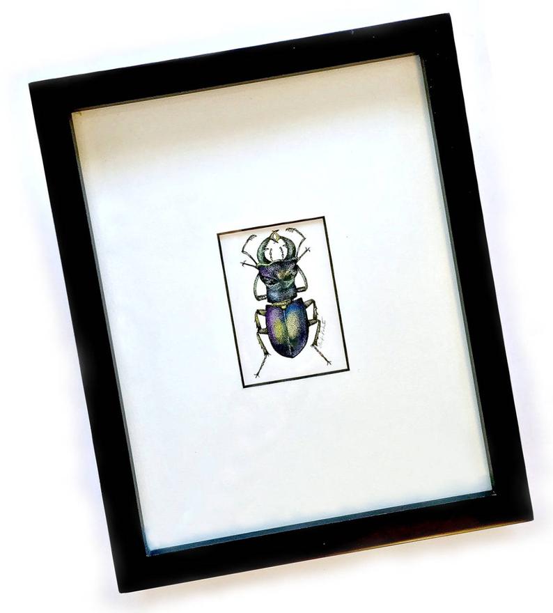 794x880 beetle art original drawing framed beetle ink and watercolor etsy