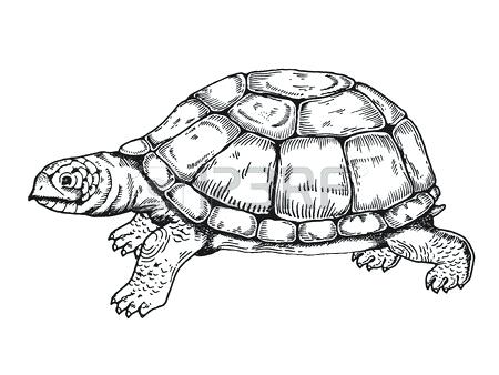 450x338 box turtle drawing completing the drawing ornate box turtle