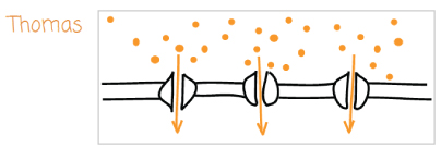 404x136 Solved Your Study Partner Has Drawn Four Models Of Membra