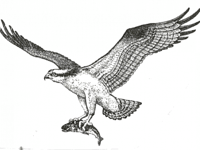 640x480 Free Osprey Clipart, Download Free Clip Art
