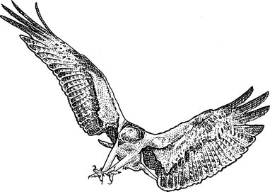 382x271 In Scotland, Concert Plan Ruffles Feathers Of Osprey Fans