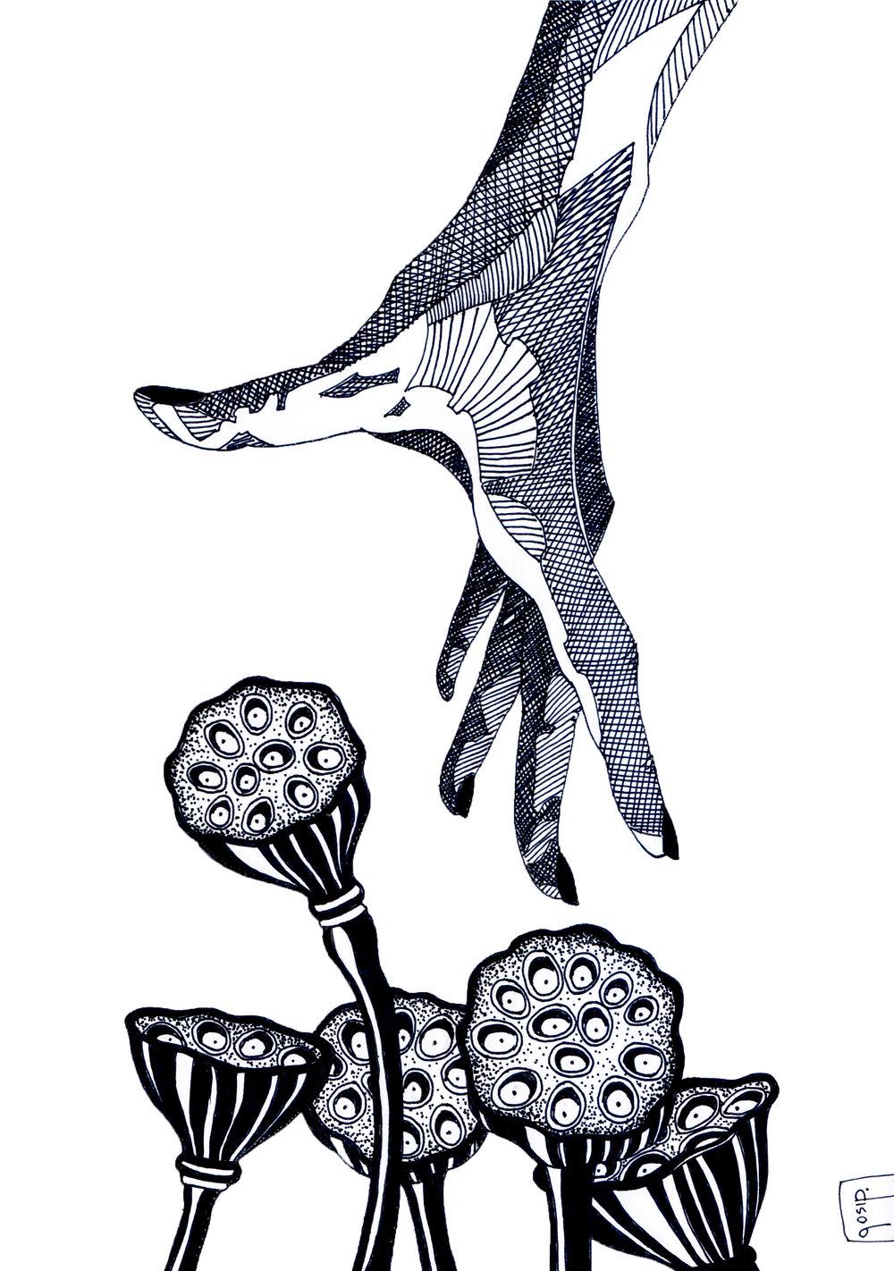 1000x1422 lotus pods