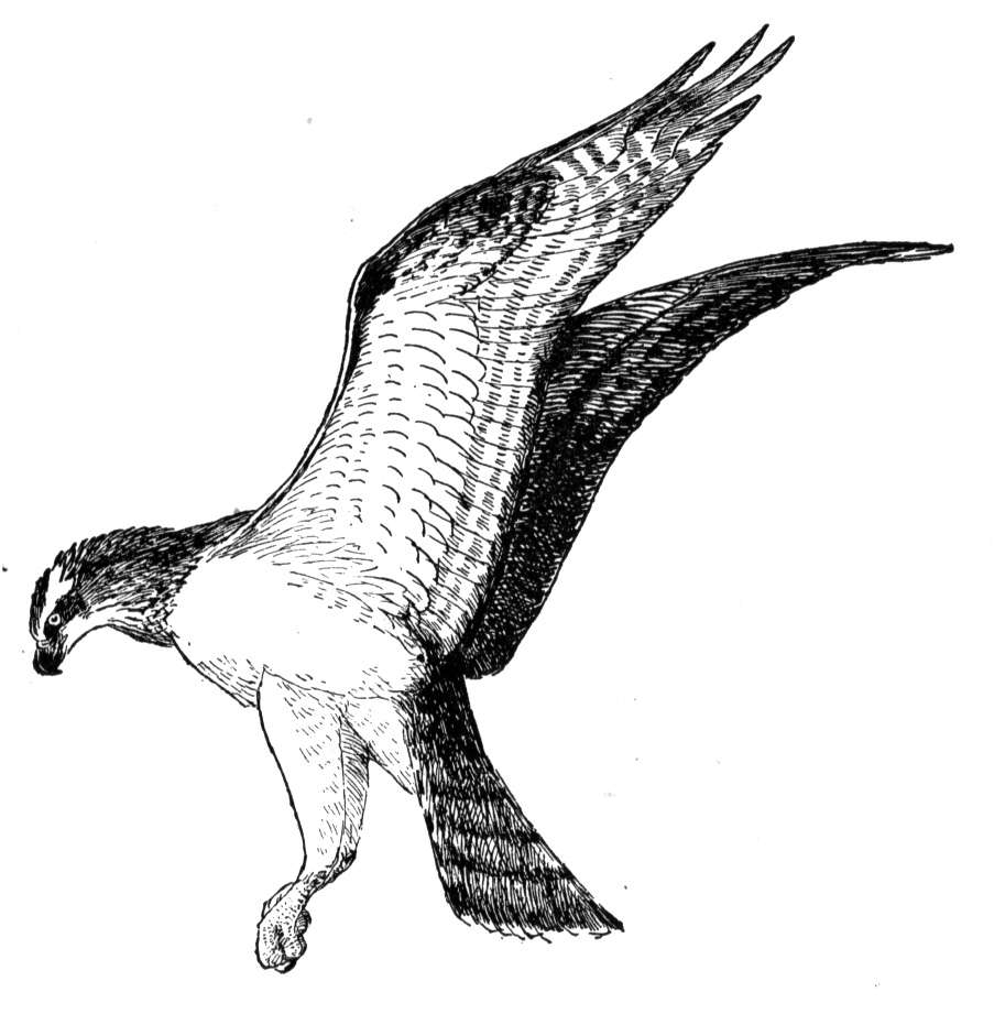 913x931 Osprey Coloring Pages