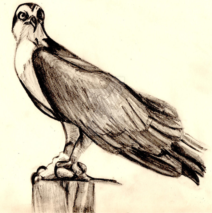 892x895 Osprey Drawing