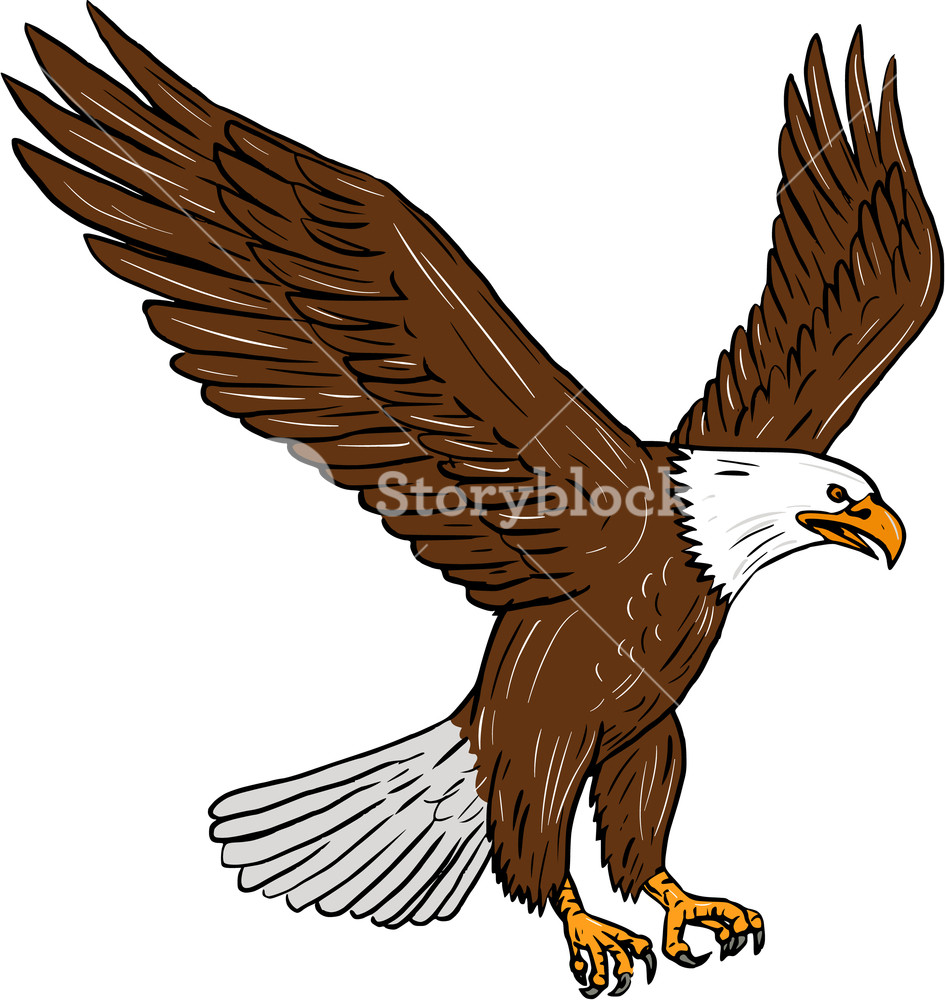 945x1000 Drawing Sketch Style Illustration Of Bald Eagle Flying Wings