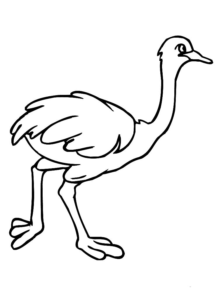 Ostrich Drawing