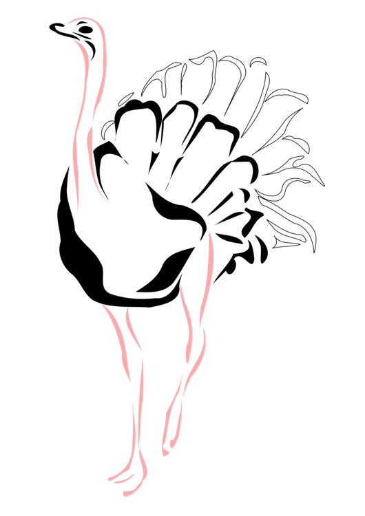 530x750 Common Ostrich Bird Beak Drawing Line Art Cc0