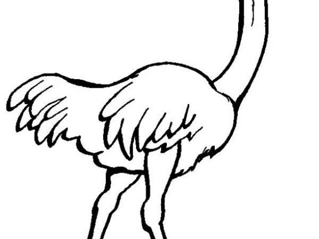 640x480 Free Ostrich Clipart, Download Free Clip Art