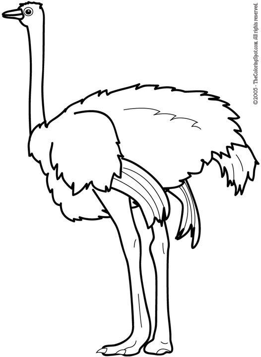 526x720 Ostrich Drawing Definition For Free Download