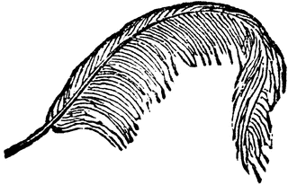 320x206 Feather Clipart Etc