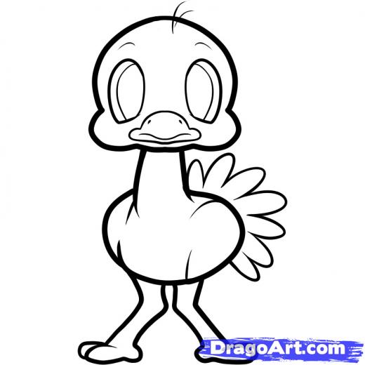 520x520 Ostrich Feather Drawing