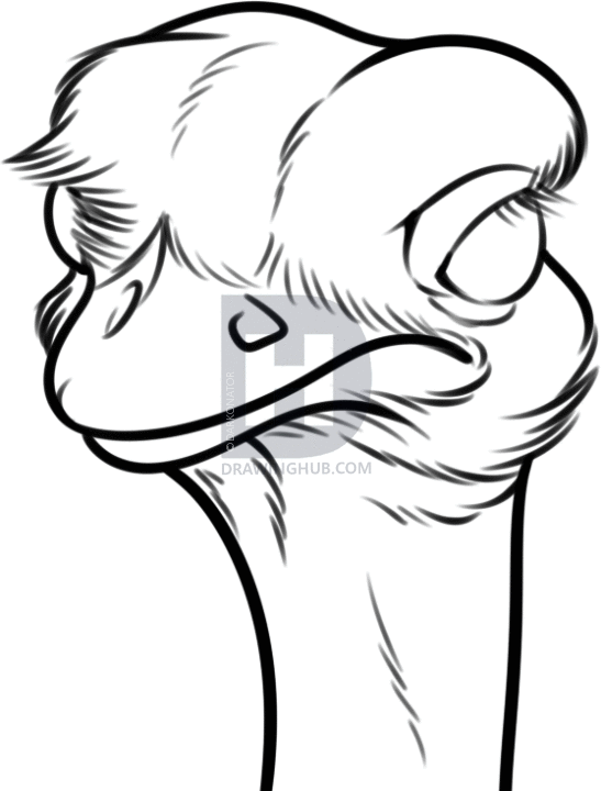 547x720 ostrich drawing ostrich feather for free download