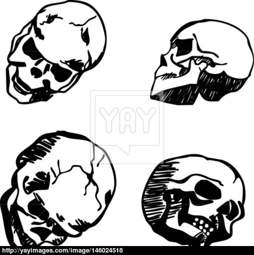 509x512 Skull In Different Positions Hand Drawing Vector