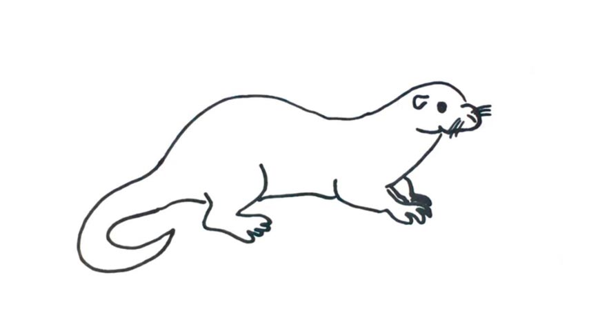 854x480 How To Draw An Otter