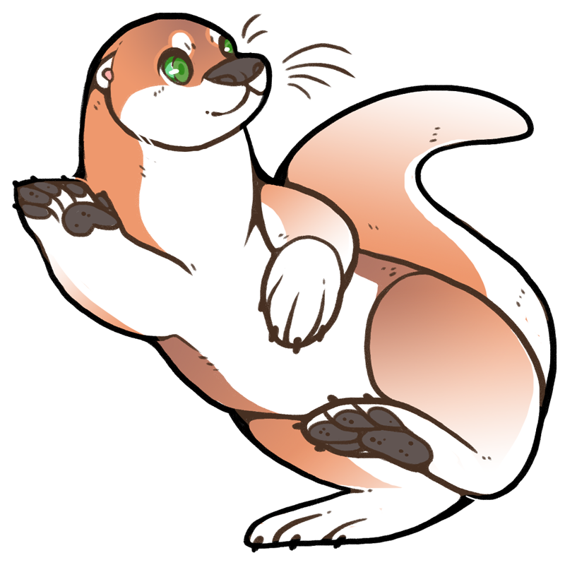 800x800 Drawing Furry Otter Transparent Png Clipart Free Download
