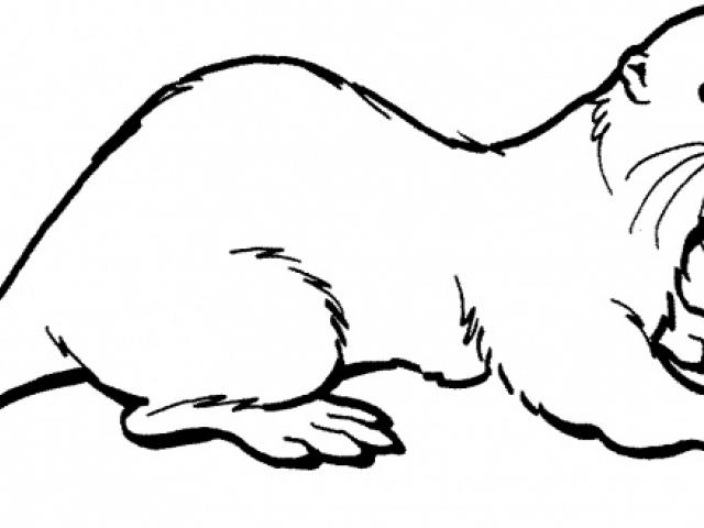 640x480 Otter Clipart