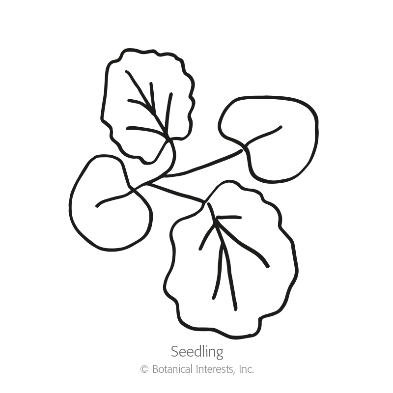 800x800 outhouse hollyhock seeds organic botanical interests