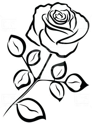 300x400 rose flower outline outline of rose flower vector image vector