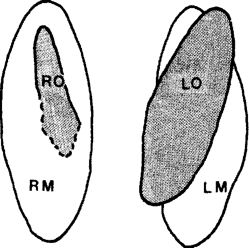 492x490 figure from surface morphology of quail ovaries in late