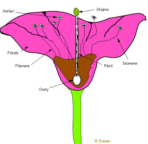 511x497 Mendelweb Flower Structure