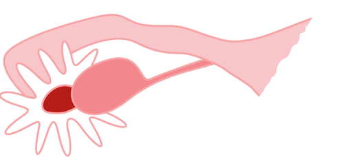 500x228 Ovary Drawing