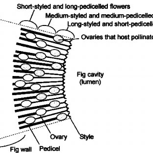 312x312 Schematic Drawing Of The Interior Of The Fi G Just After