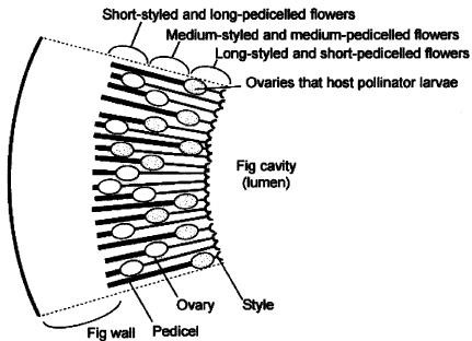 431x312 Schematic Drawing Of The Interior Of The Fi G Just After