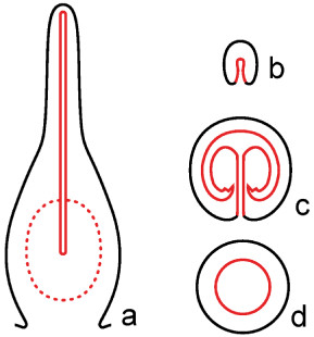 289x310 Schematic Drawing Of The Most Common Closure Pattern In Free