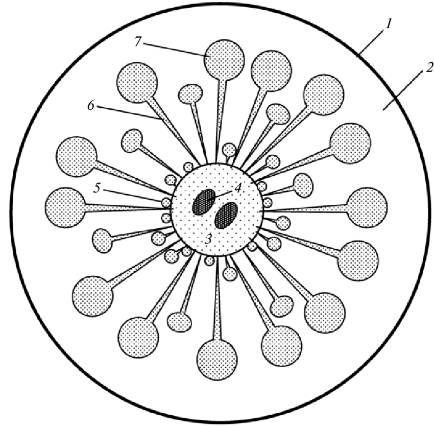 850x836 scheme of ovary in scorpaenoid fish