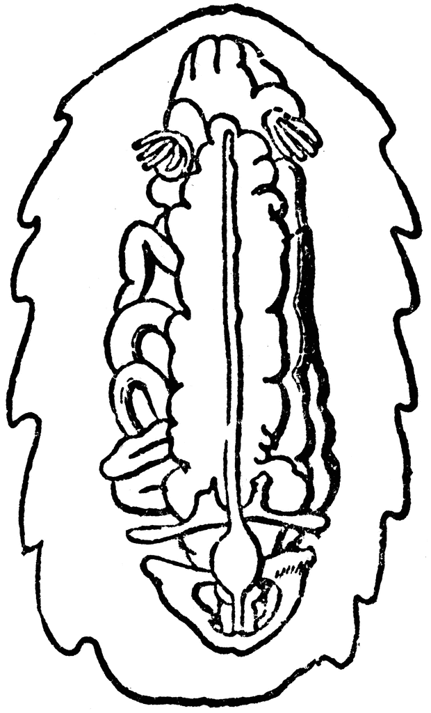 620x1024 Chiton With Shell Removed Clipart Etc