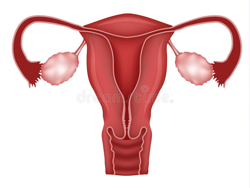800x603 collection of free alvearies clipart womb download on ui ex