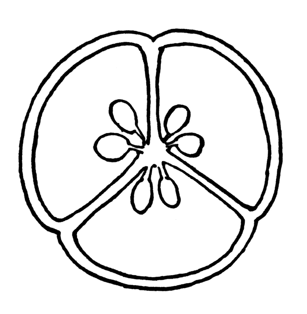 626x640 Cross Section Of Flower Ovary Clipart Etc