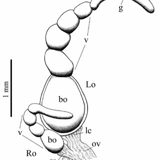 320x320 dorsal view of the relictual ovary of onthophagus rhinolophus lo
