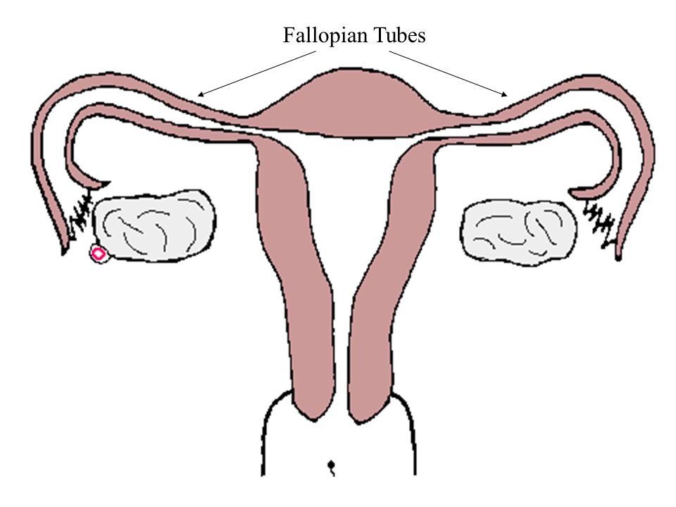 960x720 fallopian tubes carry the egg from the ovary to the uterus