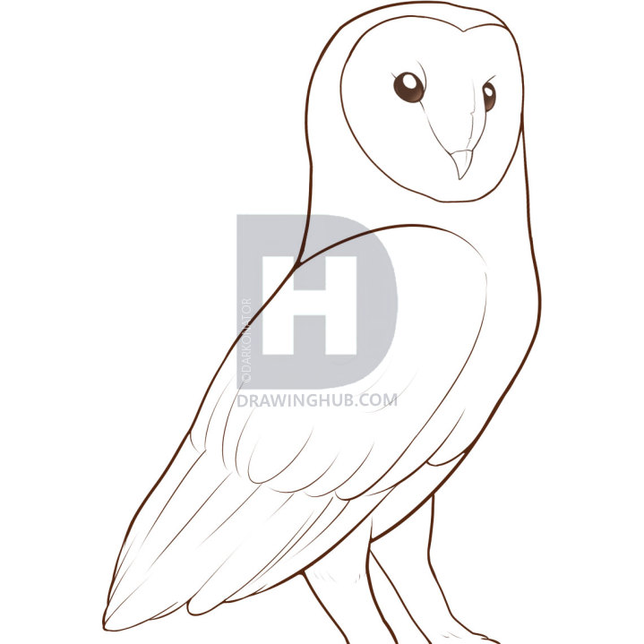 719x719 How To Draw A Barn Owl, Step
