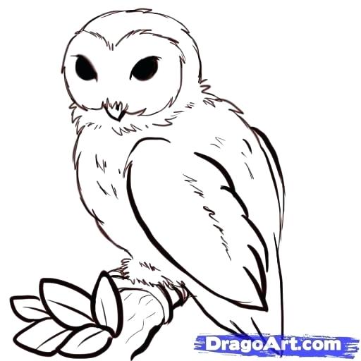 512x512 Simple Way To Draw An Owl Cute Owl Blank Outline