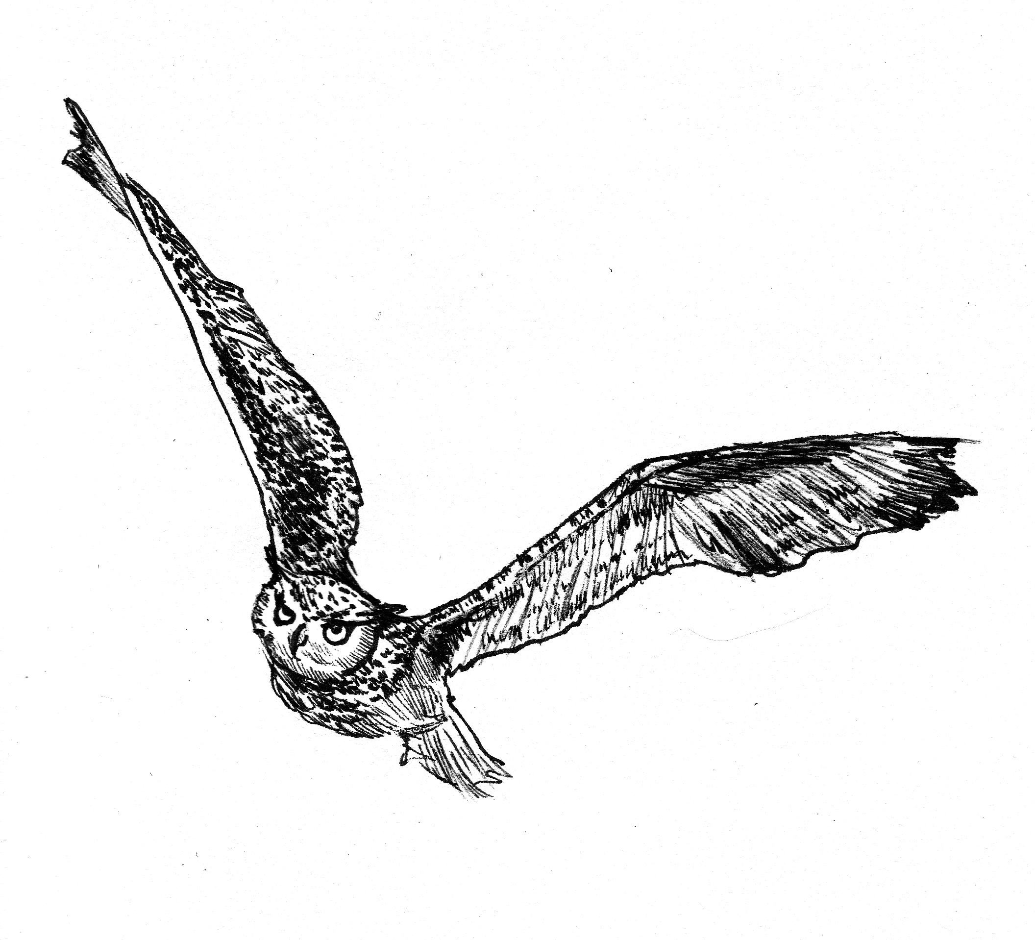2112x1918 Flying Owl Tattoo Design