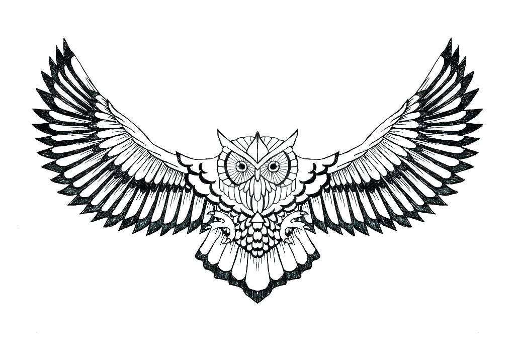 1024x716 Owl Outline Drawing How To Draw An Owl Head Owl Face Outline