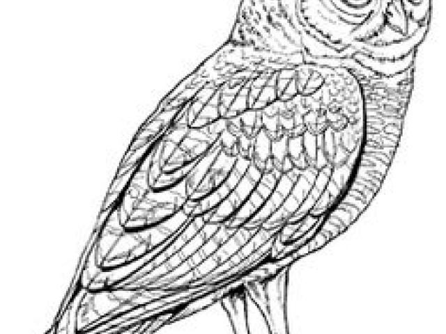 640x480 Huge Collection Of 'burrowing Owl Drawing' Download More Than