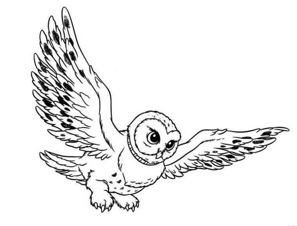 600x456 Flying Owl Drawing